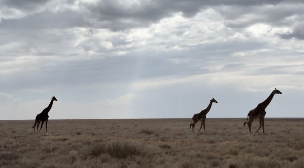 塞倫蓋提清晨的長頸鹿